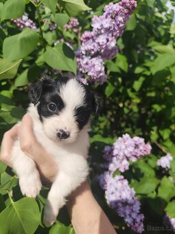 Fenka phalene s PP (papillon s ušima dolů) - 8