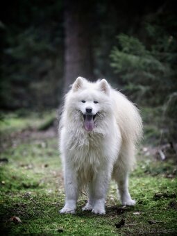Samojed - štěně s  PP - 8