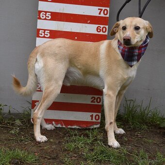 Sirius hledá domov - 8