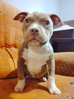 American bully xl - 8