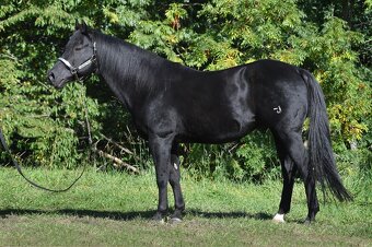 Prodám hřebečka AQH - 8