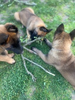 Belgický ovčák malinois - 8