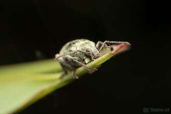 Tamron 90 mm F2,8 Macro FE - 8