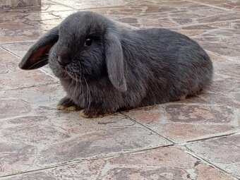 Samička Zakrslý Beránek MiniLop ❤️❤️🍑 - 8