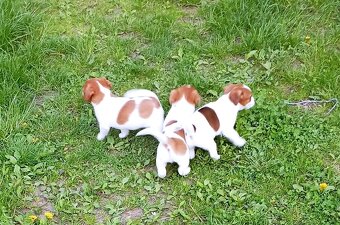 Jack russell terier  štěňátko k odběru ihned - 8