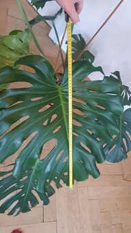 Monstera Deliciosa, 3 roky stará - 8