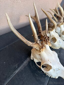 Srnci trofeje rarity - 8