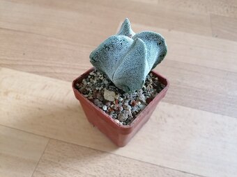 Krásný beztrnný kaktus č. 7 Astrophytum Mexiko a USA - 8