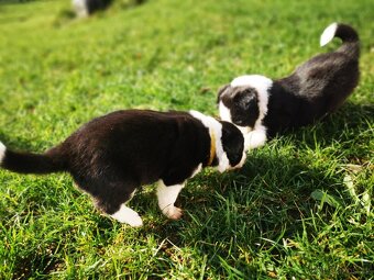 Štěňata Border Kolie - 8