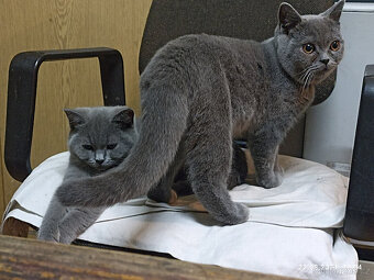 Britský modrý kocour ke krytí - 8