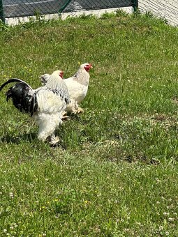 Brahmacek 🐓 - 8