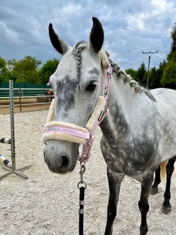 Pony klisna - 8
