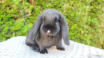 Zakrslý beránek, králíček, králík - PEGGY - 8
