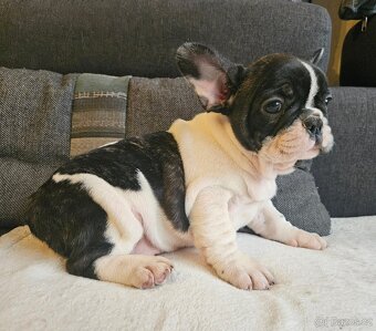 Francouzský buldoček - 8