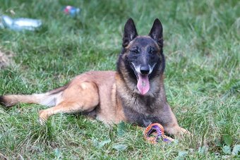 Belgický ovčák malinois s PP - 8