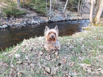 Yorkšírský teriér krytí, připuštění - 8