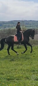 PŘIPOUŠTĚNÍ PSLusitano - 8