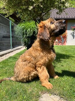 Briard s PP - 8