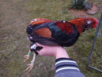 Zdrobnělé Araukany pšeničné - 8