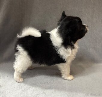 Německý špic s PP - 8