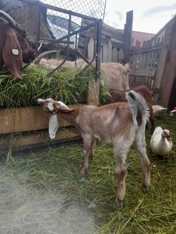 Anglonubijská koza s POP ,dotace - 8