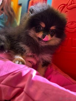 Pomeranian s PP - 8