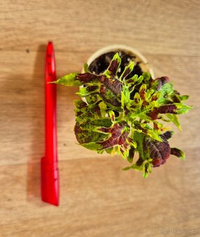 AFRICKÉ OKRASNÉ KOPŘIVY COLEUS - rostlinky - 8