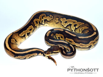 MLÁĎATA KRAJTY KRÁLOVSKÉ (Python regius) - 8