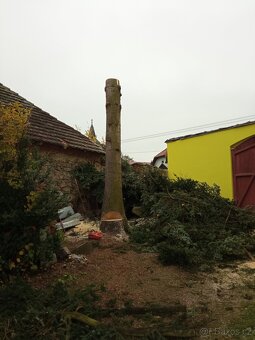 Rizikové kácení, sadařina - 8