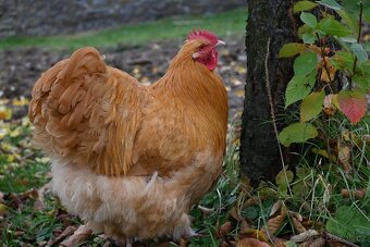 Kohouti orpingtonky - 8