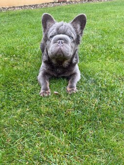 Francouzsky buldoček fluffy big rope pes a fenka - 8