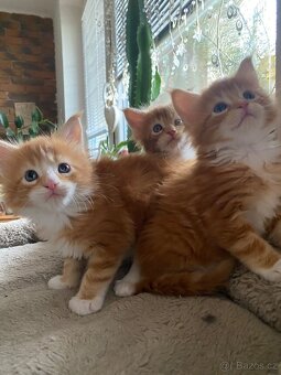 Mainská mývalí - 8