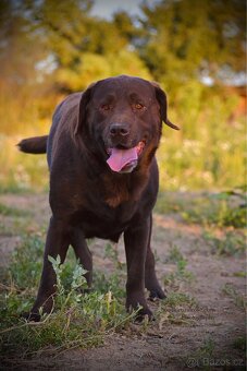 Labradorský Retrívr Štěňátka k odběru pouze 2 holčičky - 8