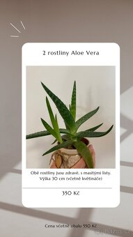 ⭐️ VÝPRODEJ 26 POKOJOVEK (Monstery, Dracény, Fíkusy, ......) - 8