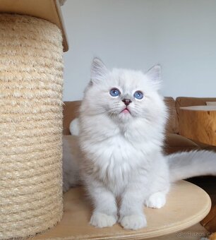 Ragdoll kocourek s PP, blue lynx mitted. - 8