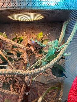 Chameleon jemenský - 8