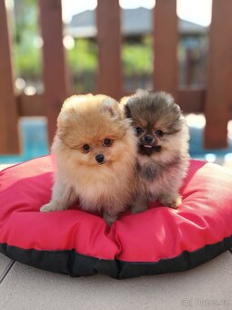 Pomeranian s PP - 8