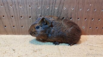 Morčata , morče hladké - 8