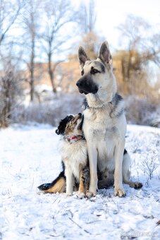 Miniatúrní americký ovčák s PP- instagram - Aleantmas - 8