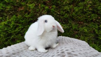 Zakrslý beránek, králíček, králík - TYMIÁN - 8