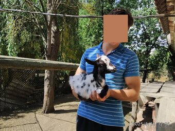 Holandská zakrslá kůzlata - prodej/výměna - 8