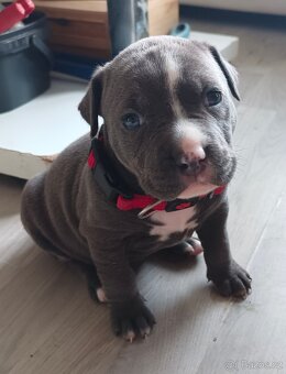 Štěňátka stafordšírský teriér - 8