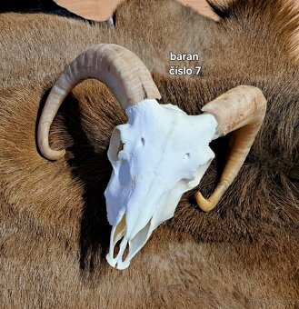 Trofeje, baran - 8