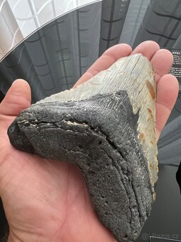 Megalodon - 8