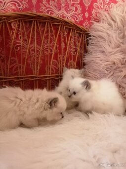 Ragdoll - 8