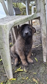 Šťěňata ovčáka - 8