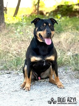 Dobrák Mayo hledá domov - 8