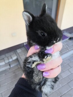 Zakrslý králík bílopesíkatý černý (samička, sameček) - 8