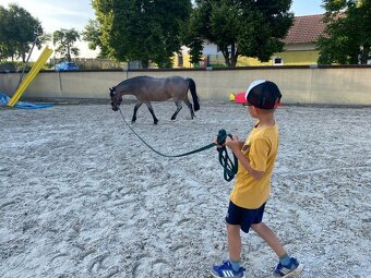 Charakterní první pony kat. S - 8