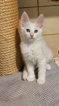 Turecká angora - koťátka s PP - 8